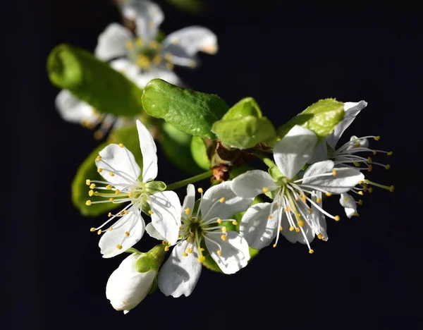 Sunshine Cherry Blossom — Stock Photo, Image