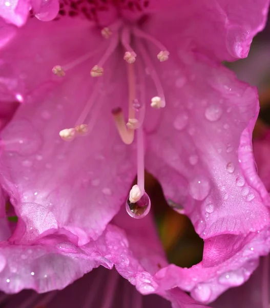 Wassertropfen Auf Dem Rosa Rhododendron — Stockfoto