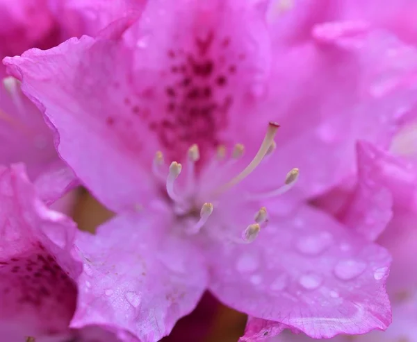 Wassertropfen Auf Dem Rosa Rhododendron — Stockfoto