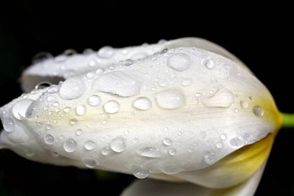 Wassertropfen Auf Einer Weißen Schildkröte — Stockfoto