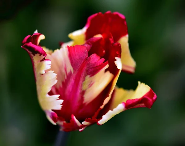 Kolorowe Turlip Multi Ogród Angielski — Zdjęcie stockowe