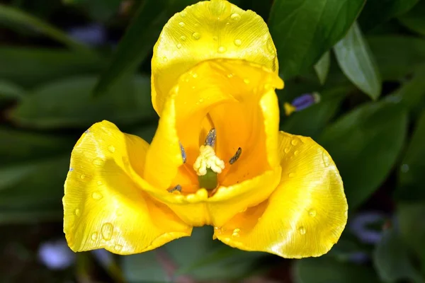 Frühlingsblühende Schildkröten Einem Englischen Garten — Stockfoto