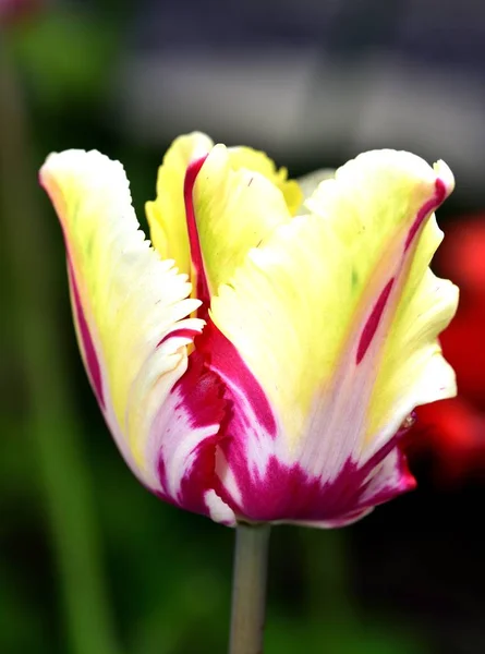 Multi coloured Turlip in an English garden