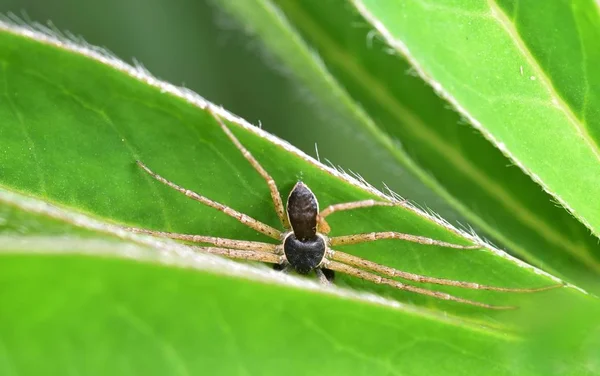 葉の中に隠れて庭スパイダー — ストック写真