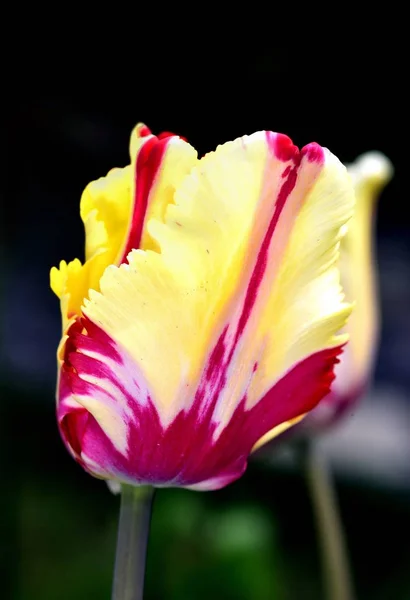 Multi coloured Turlip in an English garden