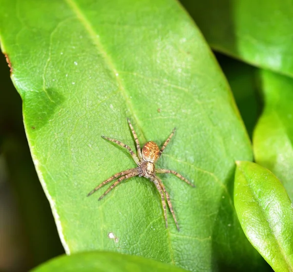 Bahçe örümcek ormangülü çiçek tutunmuş