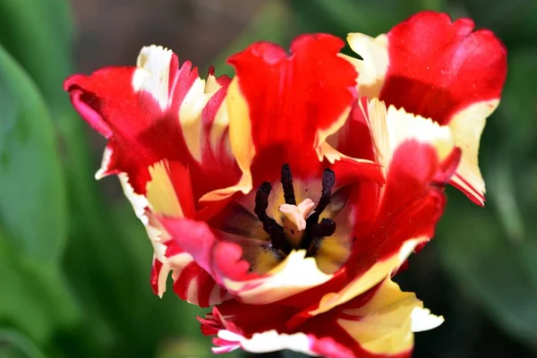 Multi coloured Turlip in an English garden