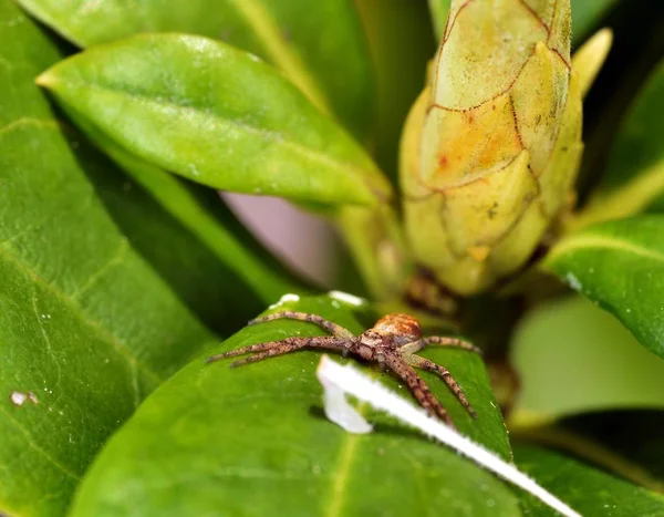 Bahçe örümcek ormangülü çiçek tutunmuş