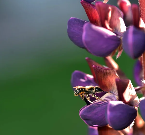 Abeja Descansando Sobre Una Flor Púrpura Lupin — Foto de Stock