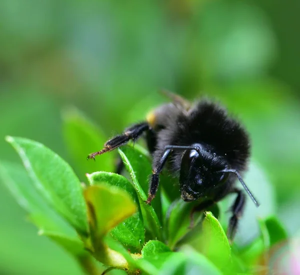 Kırmızı Kuyruklu Bumble Bee Istirahat — Stok fotoğraf