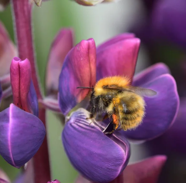 Bee Pollen Gyűjtése Egy Lila Csillagfürt Virág — Stock Fotó