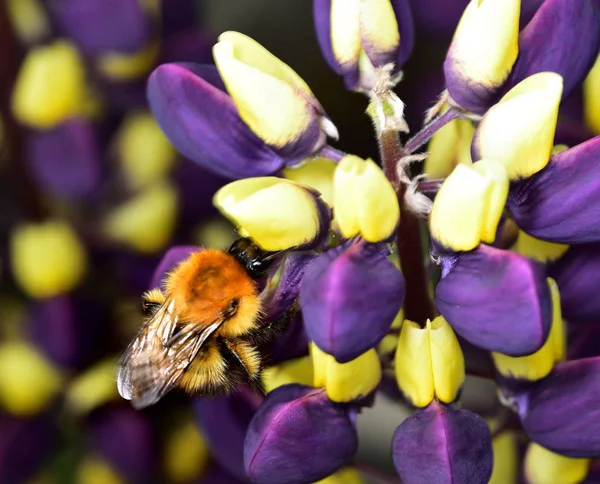 Bee Pollen Gyűjtése Egy Lila Csillagfürt Virág — Stock Fotó