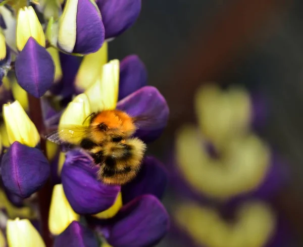 Bee Pollen Gyűjtése Egy Lila Csillagfürt Virág — Stock Fotó