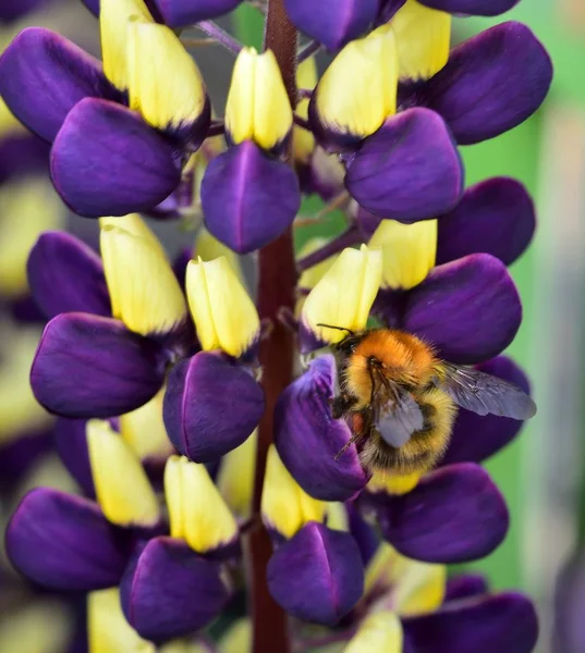 Abeja Recolectando Polen Una Flor Púrpura Lupin — Foto de Stock