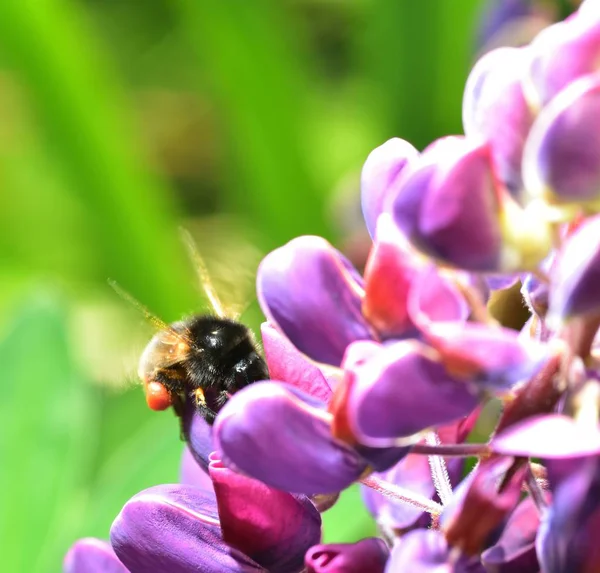 Bee Pollen Gyűjtése Egy Lila Csillagfürt Virág — Stock Fotó