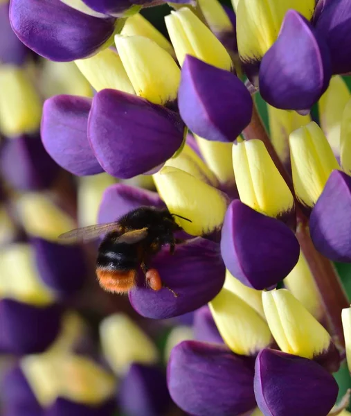 Bee Pollen Gyűjtése Egy Lila Csillagfürt Virág — Stock Fotó