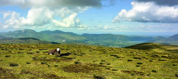 Stybarrow Zirvesine Herdwick Koyun — Stok fotoğraf