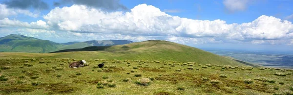 Pecora Herdwick Sulla Cima Dello Stybarrow — Foto Stock