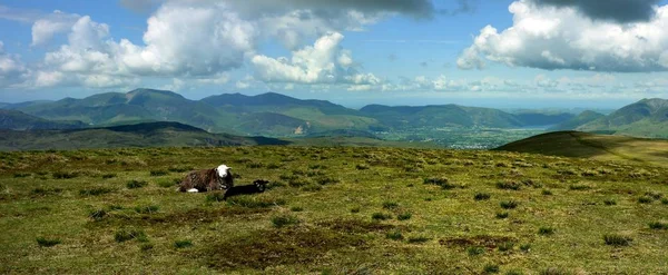 Herdwick Овец Вершине Stybarrow — стоковое фото