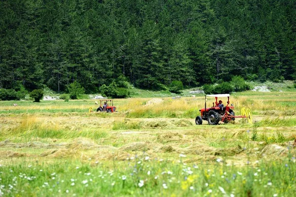 Jordbrukaren Vända Över Gräset Att Låta Det Torka — Stockfoto