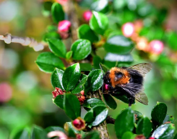 Bee Samla Pollen Från Lila Cotoneasterflower — Stockfoto
