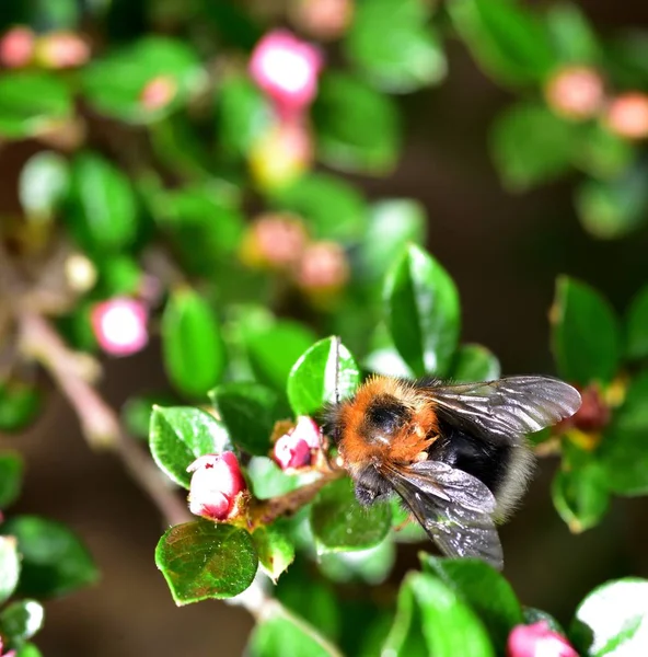 Bee Samla Pollen Från Lila Cotoneasterflower — Stockfoto