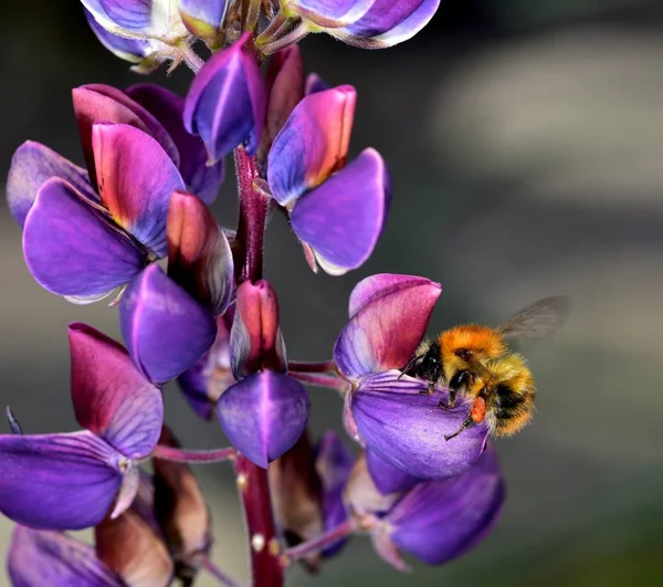 Bee Pollen Gyűjtése Egy Lila Csillagfürt Virág — Stock Fotó