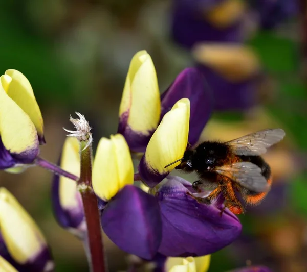 Bee Pollen Gyűjtése Egy Lila Csillagfürt Virág — Stock Fotó