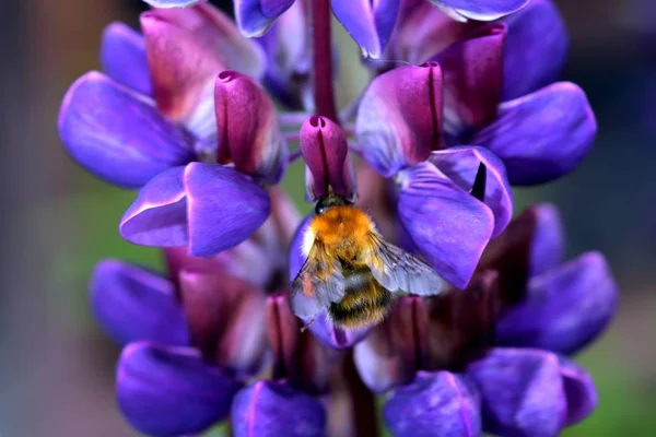 Abeja Recolectando Polen Una Flor Púrpura Lupin — Foto de Stock