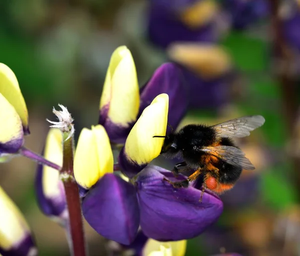 Bee Pollen Gyűjtése Egy Lila Csillagfürt Virág — Stock Fotó