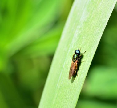 Güneş iliklerine çürümebaşladığında sericata
