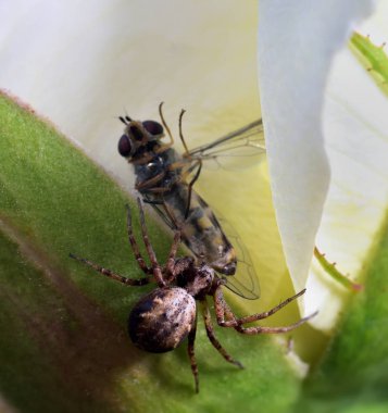 Yengeç yemek hidding yer çekerek örümcek