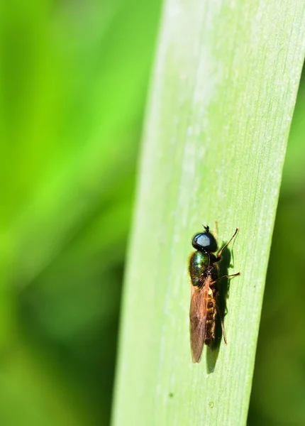 Lucilia Sericata Absorvendo Sol — Fotografia de Stock