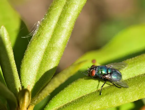 Lucilia Sericata Absorbant Soleil — Photo