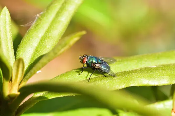 Lucilia Sericata Genieten Van Zon — Stockfoto