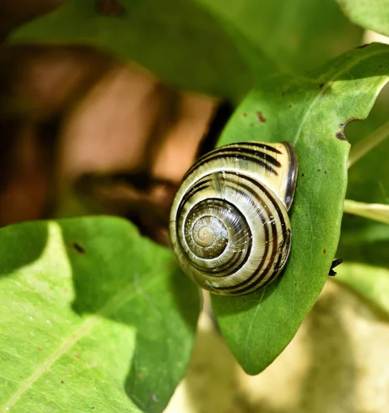 Terestrial Pulmonate Common Garden Snail — Stok Foto