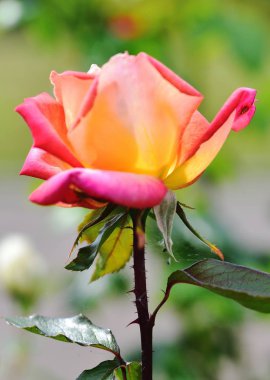 Picadilly Rose Rosaceae ekranda