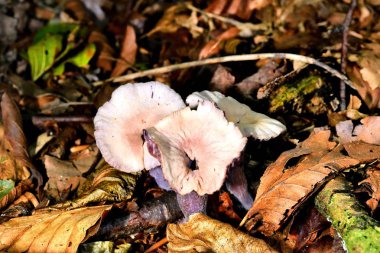 Sonbahar meyve mantar üzerinde güneş ışığı