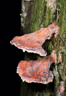 Sonbahar meyve mantar üzerinde güneş ışığı