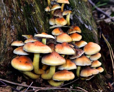 Sonbahar meyve mantar üzerinde güneş ışığı