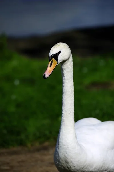 Mężczyzna Swan Wystąpili Ciebie — Zdjęcie stockowe