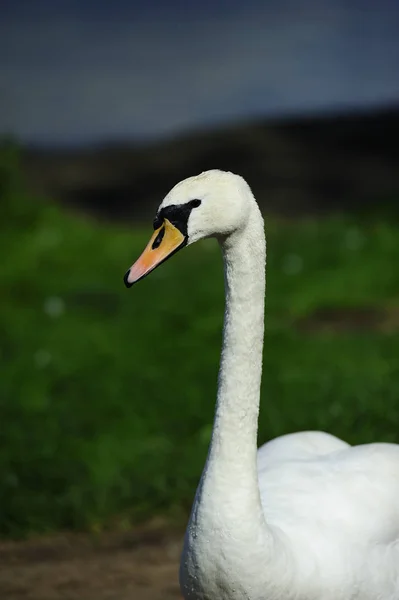 Mężczyzna Swan Wystąpili Ciebie — Zdjęcie stockowe