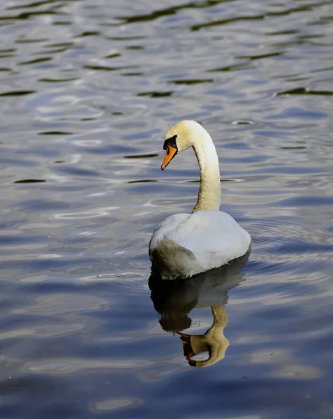 Swan Refleksje Jeziorze — Zdjęcie stockowe