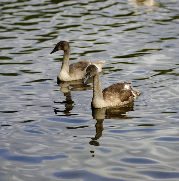 Pareja Cisnes Nadando Juntos —  Fotos de Stock