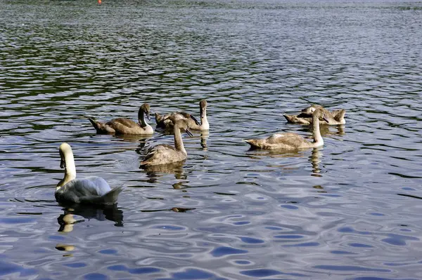 Famiglia Cigni Che Nuotano Insieme — Foto Stock