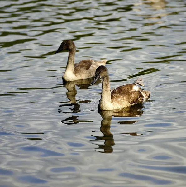 Par Cisnes Mudos Nadando Juntos —  Fotos de Stock