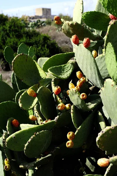 Grupp Kaktusfikon Växer Solskenet — Stockfoto