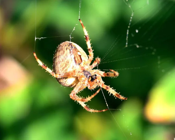 庭スパイダーに網に掛かっています — ストック写真