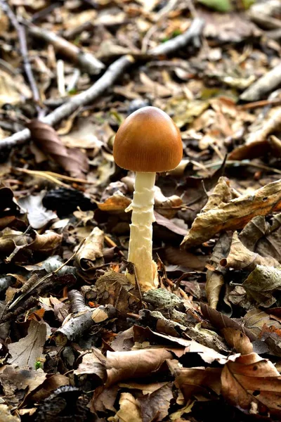 Sonbahar Meyve Mantar Üzerinde Güneş Işığı — Stok fotoğraf