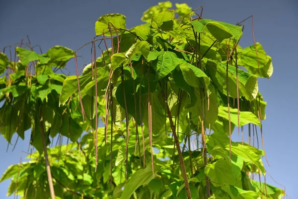 Catalpa Meridionale Con Suoi Baccelli Fagioli — Foto Stock